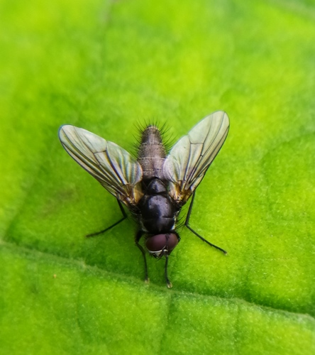 Thricops nigrifrons