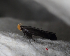 Dichomeris nonstrigella