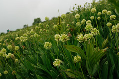 Allium victorialis
