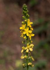 Agrimonia eupatoria