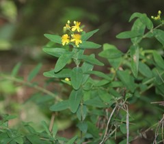 Hypericum nudiflorum