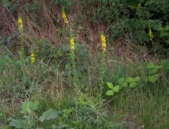 Agrimonia eupatoria