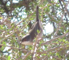Curruca melanocephala