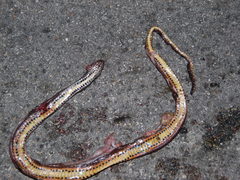 Coniophanes bipunctatus