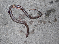 Coniophanes bipunctatus