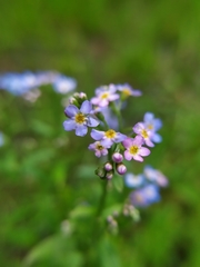 Myosotis nemorosa