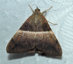 Oxyodes tricolor