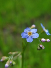 Myosotis nemorosa