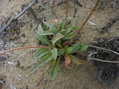 Agoseris apargioides