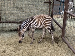 Equus zebra
