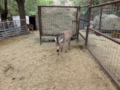 Equus zebra