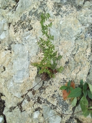 Myriopteris microphylla