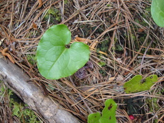 Hexastylis shuttleworthii