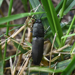 Chalcolepidius viridipilis