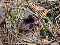 Hexastylis shuttleworthii