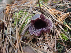Hexastylis shuttleworthii