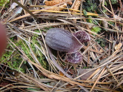 Hexastylis shuttleworthii