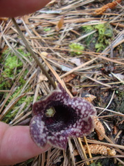 Hexastylis shuttleworthii