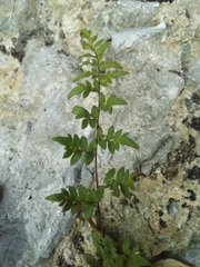 Myriopteris microphylla