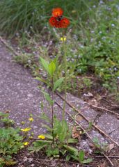 Pilosella aurantiaca