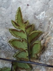 Myriopteris microphylla