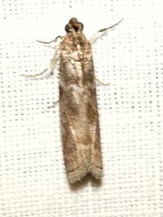 Laodamia faecella