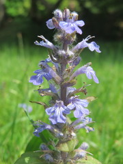 Ajuga reptans