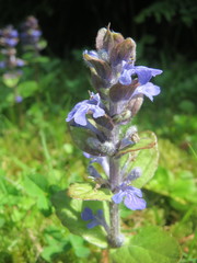Ajuga reptans