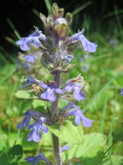 Ajuga reptans