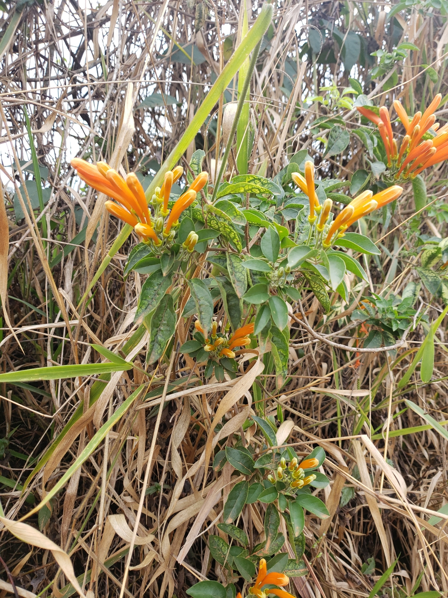 Pyrostegia venusta