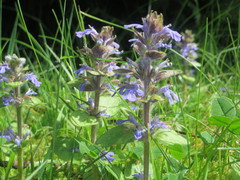 Ajuga reptans