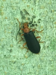 Neopyrochroa flabellata