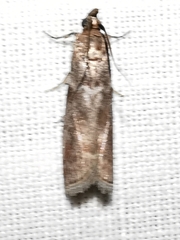 Laodamia faecella
