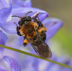 Andrena amphibola
