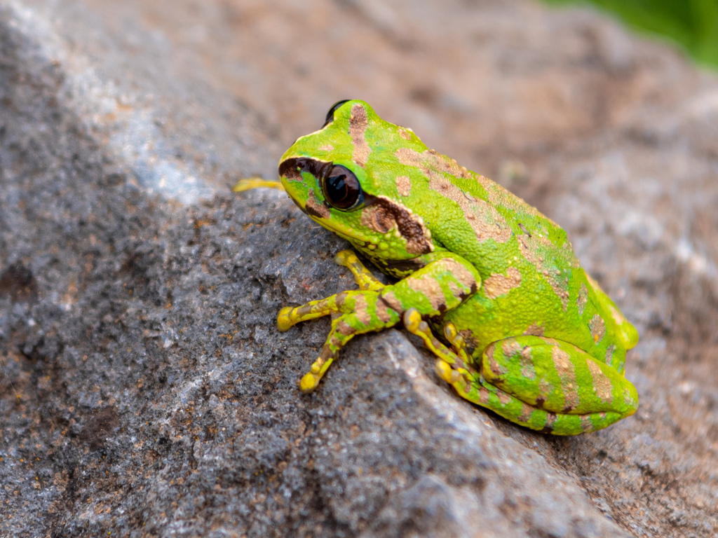 Shoa Forest Treefrog