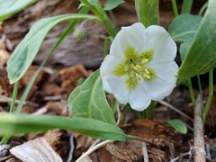 Leucophysalis nana