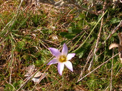 Romulea bulbocodium