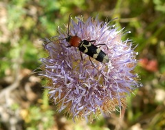 Chlorophorus trifasciatus
