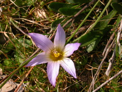 Romulea bulbocodium