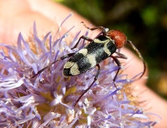 Chlorophorus trifasciatus