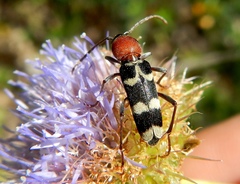 Chlorophorus trifasciatus