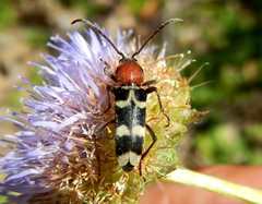 Chlorophorus trifasciatus