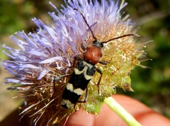 Chlorophorus trifasciatus