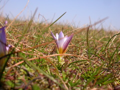 Romulea bulbocodium
