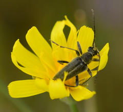 Cortodera