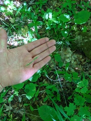 Melica smithii