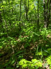 Melica smithii