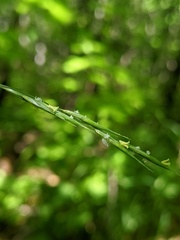 Melica smithii