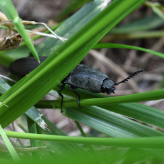 Chalcolepidius viridipilis