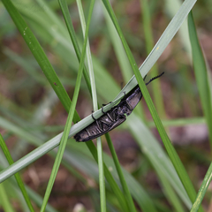 Chalcolepidius viridipilis